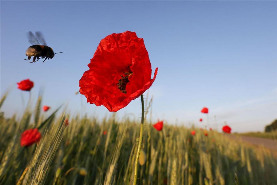 Eine Hummel fliegt am Morgen an eine Mohnblüte in Riedlingen.Thomas Warnack/dpa