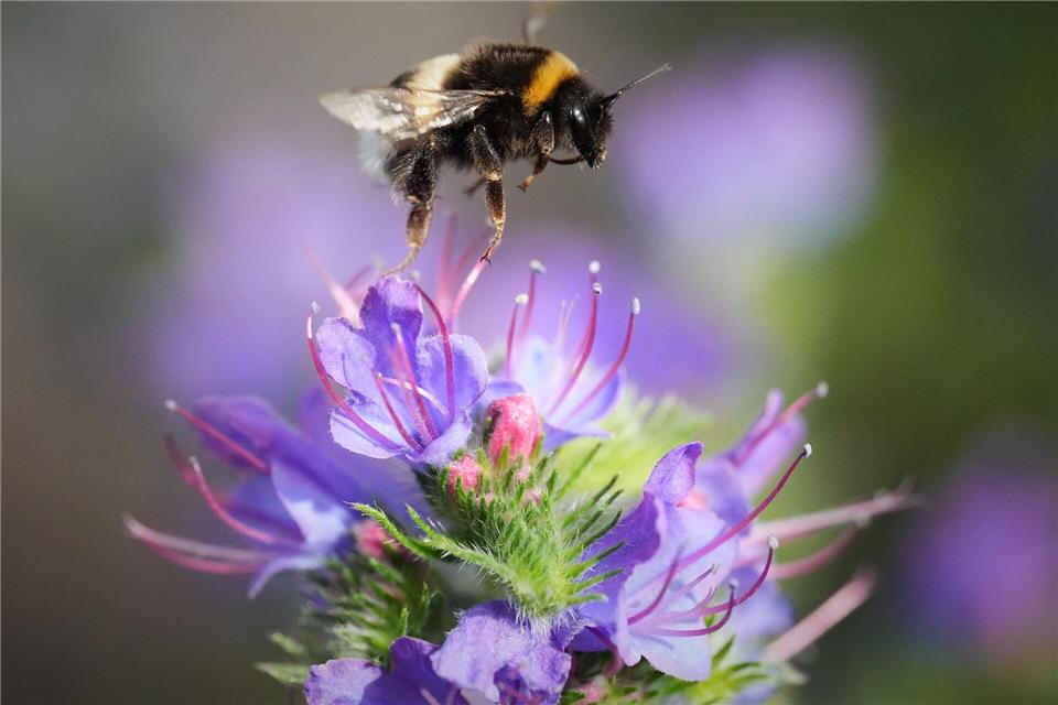 Eine Hummel fliegt an einem sonnigen Tag in einem Park in Tallinn über einer Blüte.Sergei Grits/AP/dpa