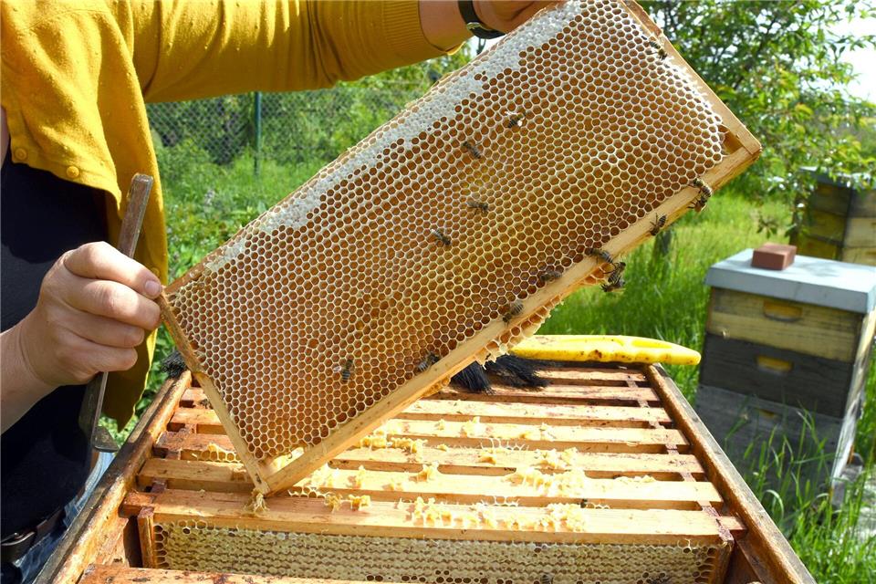 Eine Imkerin bei der Arbeit - in der Wabe dürfte jede Menge Honig sein.Waltraud Grubitzsch/dpa
