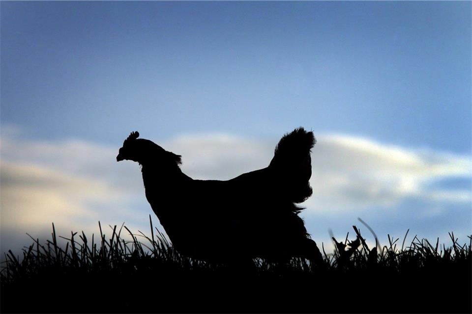 Eine Infektion mit Listerien kann grippeähnliche Symptome, Erbrechen oder Durchfall auslösen.