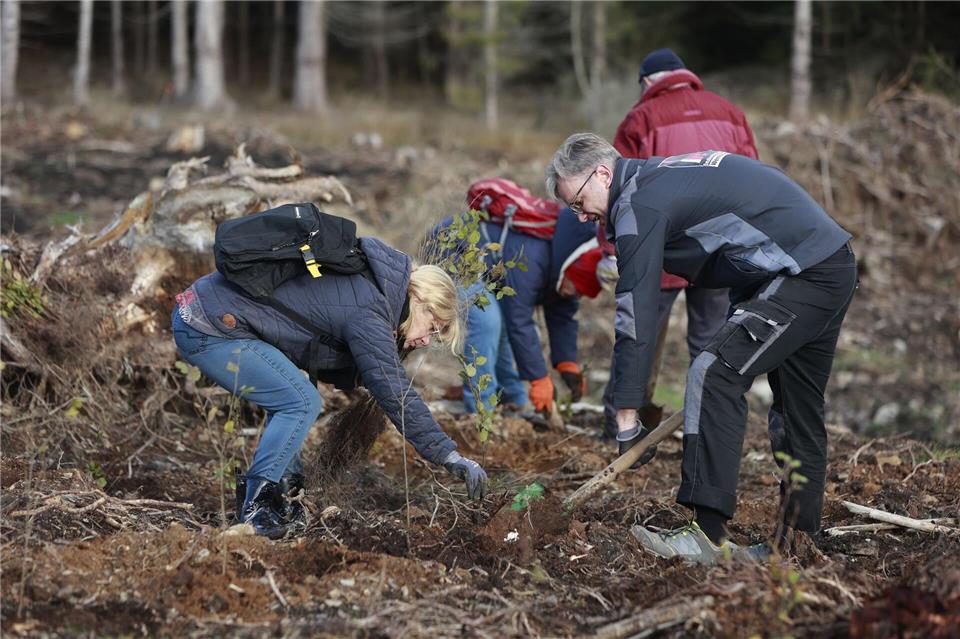 Eine Initiative in Schierke kämpft mit Pflanzaktionen gegen das Fichtensterben im Harz.Matthias Bein/dpa
