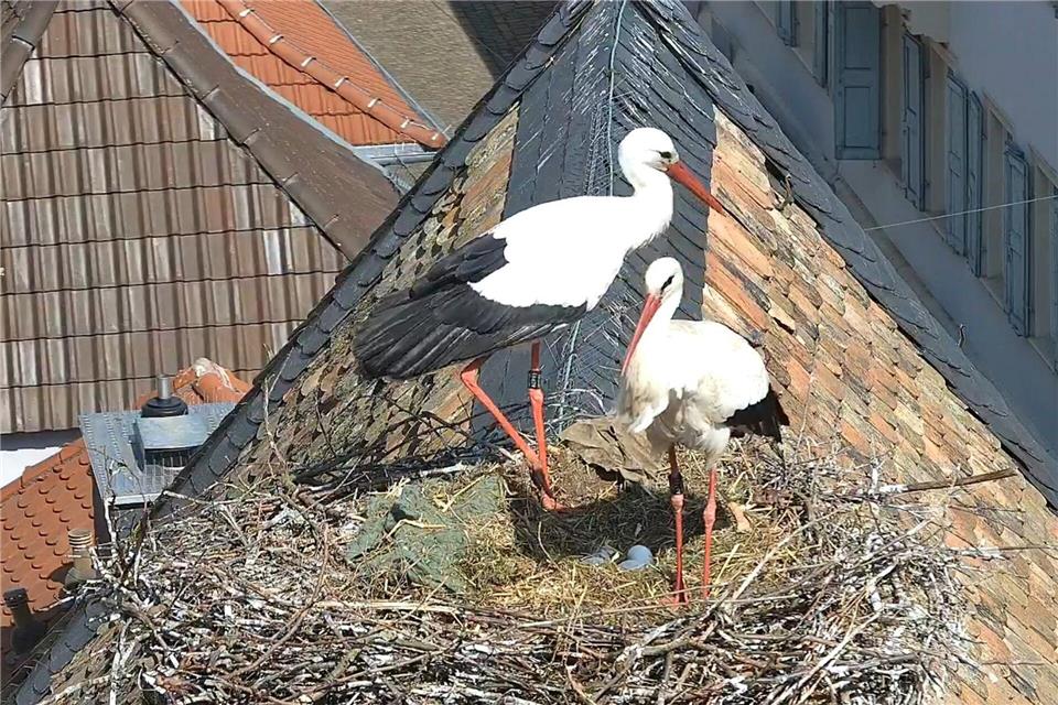 Eine Kamera auf dem Dach der protestantischen Kirche in Freinsheim nimmt das Geschehen im Nest eines Storchenpaares auf.Marie-Louise Wiesenbach & Florian Graus/dpa