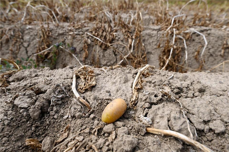 Eine Kartoffel liegt in einem Feld, welches nicht beregnet wurdeRoberto Pfeil/dpa