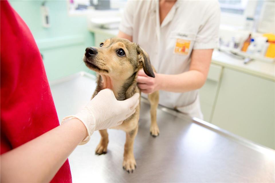 Eine Kastration wirkt sich auf den Hormonhaushalt - und damit oft auch auf das Verhalten des Hundes - aus. picture alliance/dpa/dpa-tmn