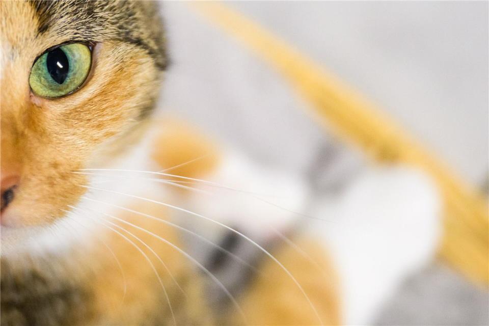 Eine Katze ist in Wurmlingen über eine Straße gelaufen - und hat einen Unfall ausgelöst. (Symbolbild)Julian Stratenschulte/dpa