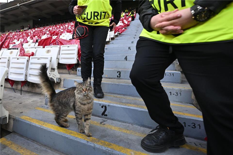 Eine Katze läuft vor dem Europa-League-Finale im Stadion herum. Robert Michael/dpa