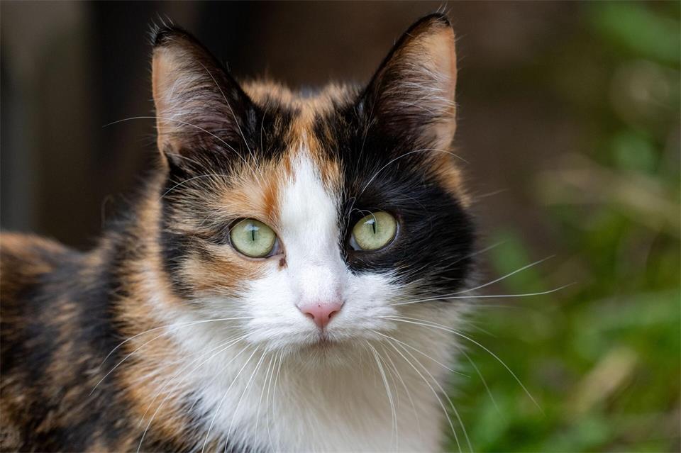 Eine Katze soll laut Polizei eine Wohnung geflutet haben. (Symbolbild)Stefan Sauer/dpa