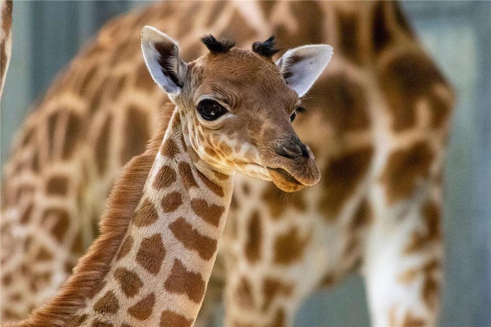 Eine Kordofan-Giraffe ist im Pariser Zoo geboren.M. Descombes/MNHN/dpa