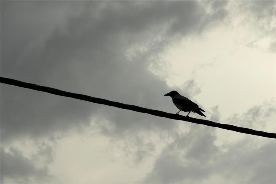 Eine Krähe sitzt auf einem Kabel bei bewölktem Wetter.Vahid Salemi/AP/dpa