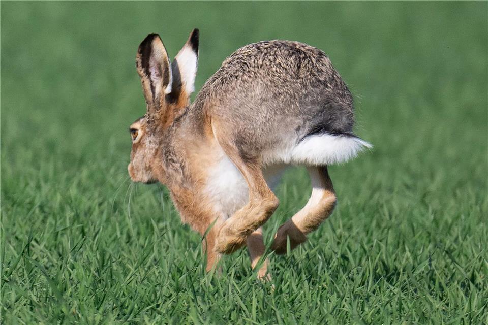 Eine Krankheit namens Myxomatose breitet sich unter Feldhasen aus, im Saarland gab es bislang noch keinen Fall. (Archivbild)Boris Roessler/dpa