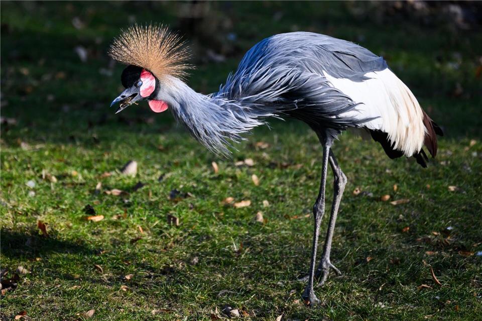 Eine Kronenkranich-Henne steht im Zoo Dresden im Gehege.Robert Michael/dpa