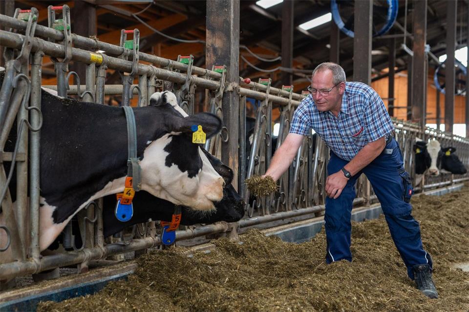 Eine Kuh braucht pro Tag rund 50 Kilo Futter (Archivbild)Harald Tittel/dpa