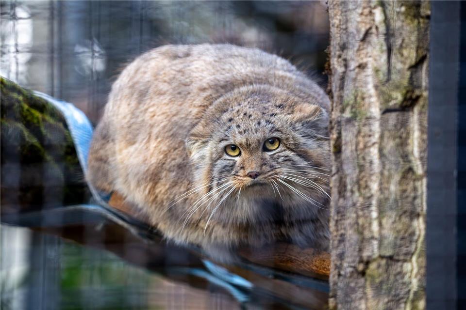 Eine Manul-Katze sitzt in Neuwied im Gehege. (Archivbild)Pascal Dalpiaz/Zoo Neuwied/dpa