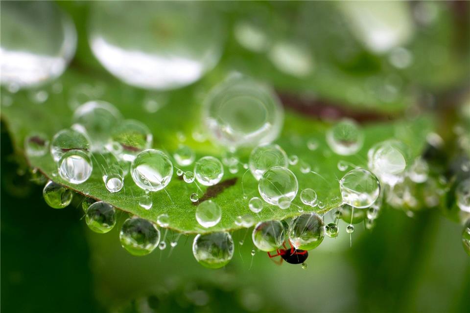 Eine Milbe (unten) klettert zwischen Regentropfen an einem Kleeblatt an einem Hang im ländlichen Südwesten Oregons.Robin Loznak/ZUMA Press Wire/dpa