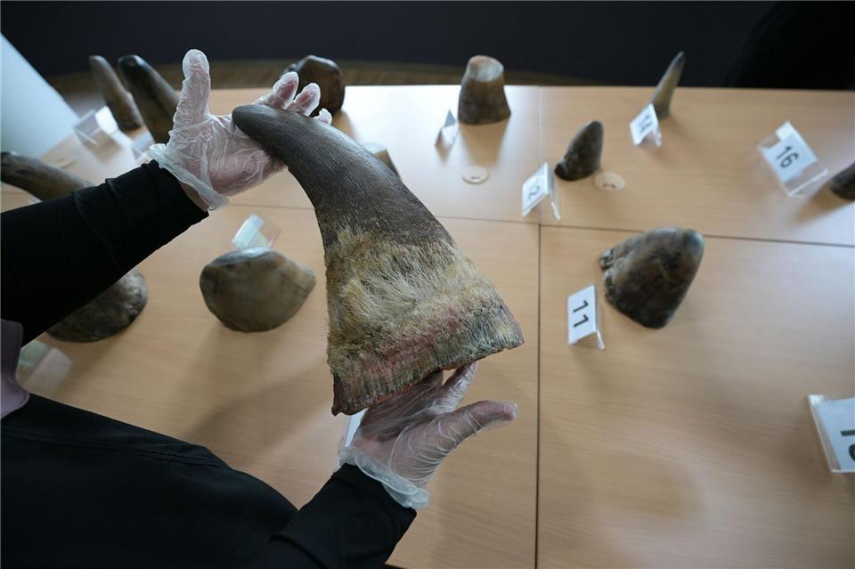 Eine Mitarbeiterin des National Parks Board (NParks) zeigt die 20 beschlagnahmten Nashorn-Hörner in Singapurs Zentrum für Wildtier-Forensik.Then Chih Wey/XinHua/dpa