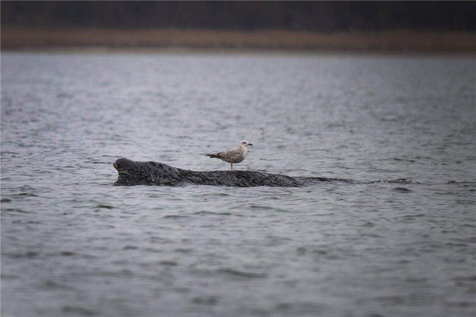 Eine Möwe sitzt auf dem vor Wismar gestrandeten WalPhilip Dulian/dpa