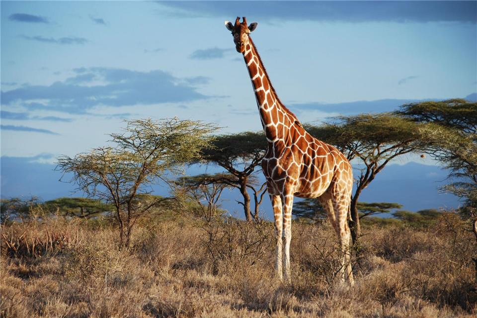 Eine Netz-Giraffe im Samburu National Park, Kenia.-/GCF/dpa