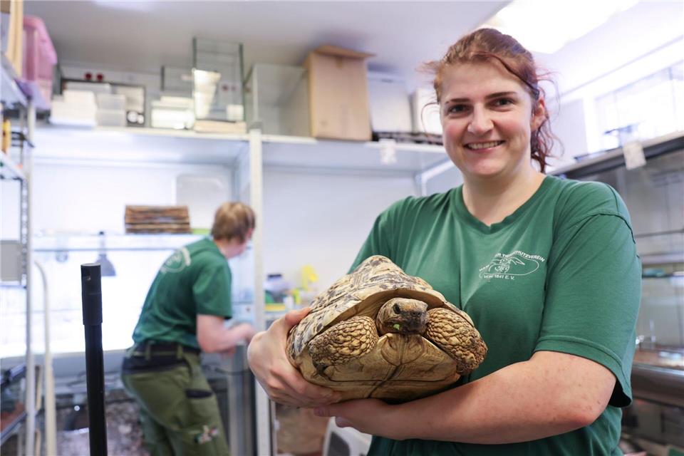 Eine Pantherschildkröte wird dort ebenfalls umsorgt. Christian Charisius/dpa