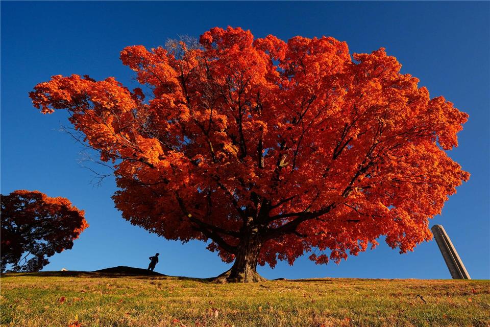 Eine Person geht an einem Ahornbaum vorbei, der sich in leuchtend roter Färbung präsentiert.Charlie Riedel/AP/dpa