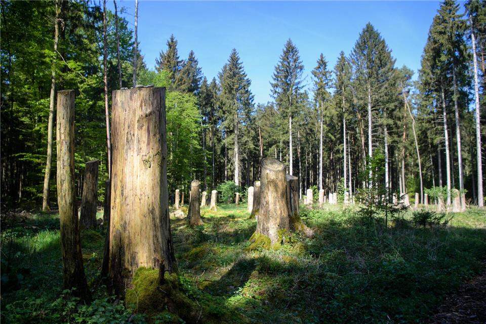 Polizisten retten verirrten 88-Jährigen im Wald Eine Polizeistreife rettete im Mühldorfer Hart einen verirrten 88-Jährigen. (Symbolbild)Matthias Balk/dpa