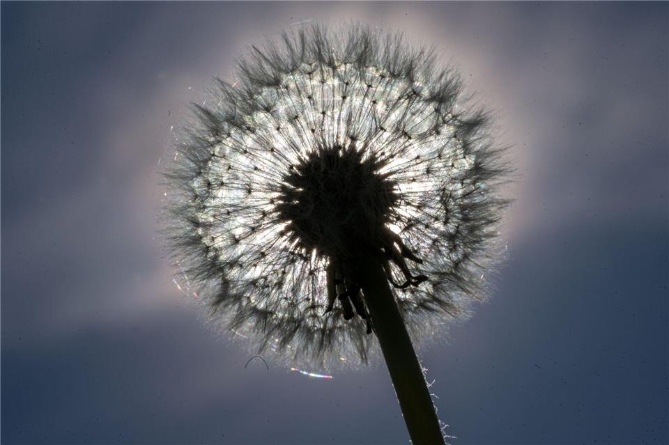 Eine Pusteblume leuchtet in der Sonne.Pia Bayer/dpa