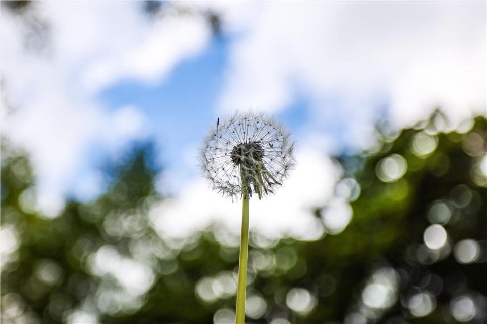 Eine Pusteblume wächst an einem Wald. Das Wetter bietet die nächsten Tage einen Mix aus Sonne, Wolken, Regen und Wind.Christoph Reichwein/dpa