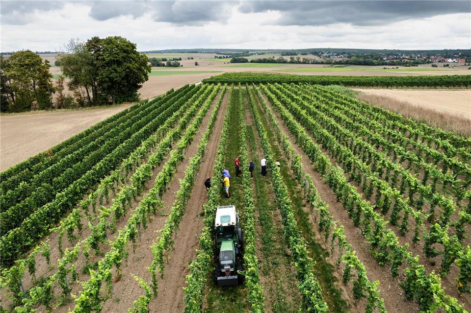 Endgültige Schätzung: Kleinste Weinernte seit 15 Jahren Eine Schätzung am Ende der Lese geht von deutlichen Einbrüchen bei der Menge aus. (Archivbild)Lando Hass/dpa