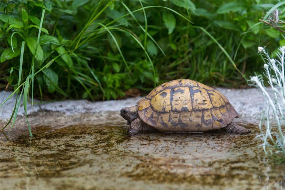 Eine Schildkröte braucht in ihrem Gehege flache Wasserstellen mit Bademöglichkeit.Benjamin Nolte/dpa-tmn