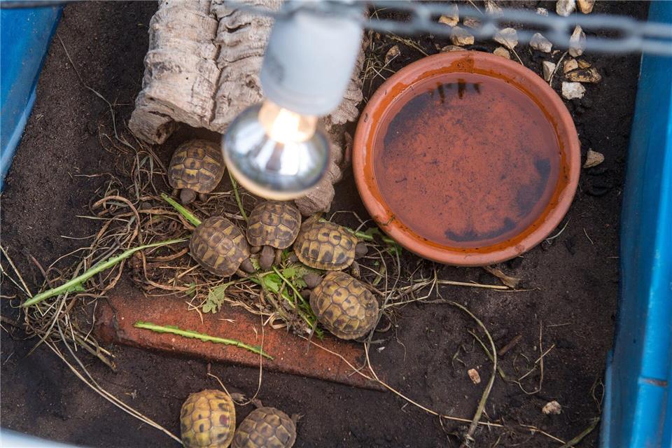 Eine Schildkröten-Haltung ohne zusätzliche Wärme- und Lichtquelle ist nicht möglich.Benjamin Nolte/dpa-tmn