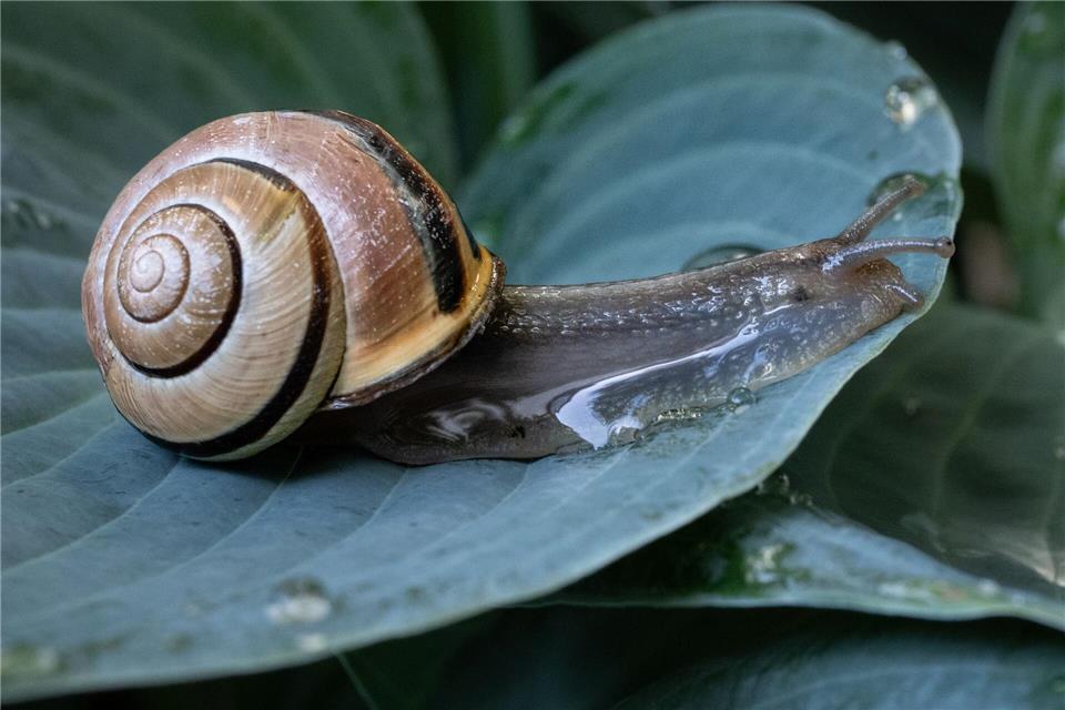 Eine Schnecke kriecht in einem Garten inFrankfurt über das nasse Blatt einer gerade gewässerten Pflanze. Boris Roessler/dpa