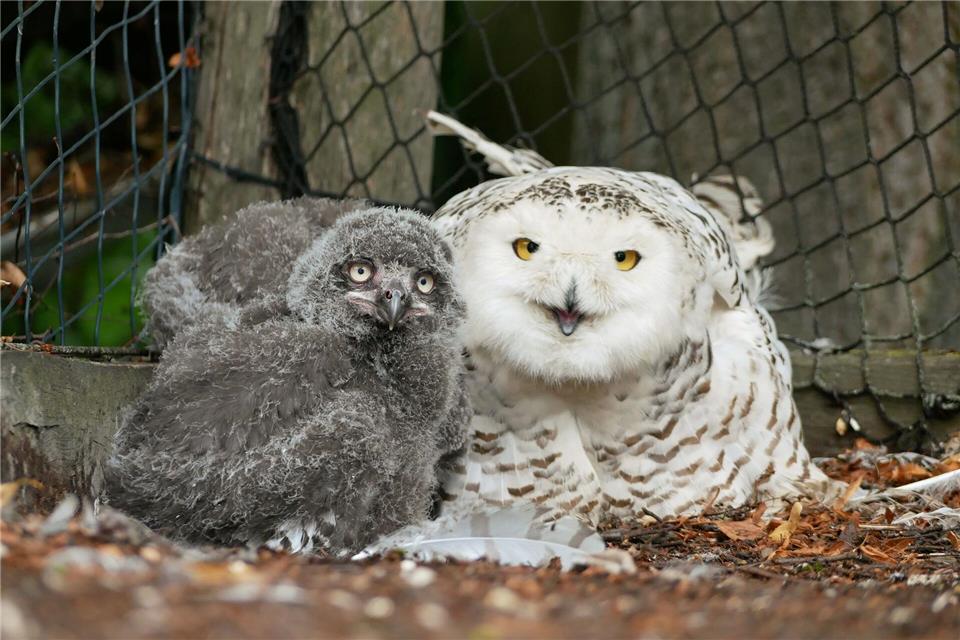 Eine Schneeeule mit einem ihrer Anfang Juli geschlüpften Küken im Zoo Hoyerswerda. (Foto Handout)---/Zoo Hoyerswerda/dpa