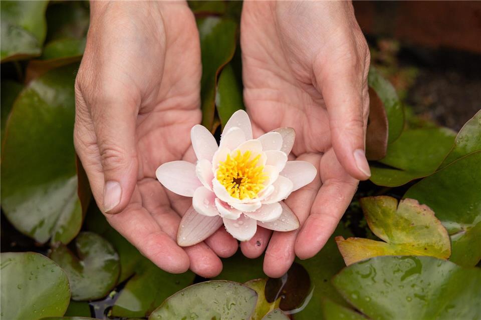 Eine Seerosenblüte mit den Händen ertasten: Im Botanischen Blindengarten können sich blinde und sehbehinderte Menschen mit verschiedenen Sinnen an der Natur erfreuen. Jürgen Lösel/dpa