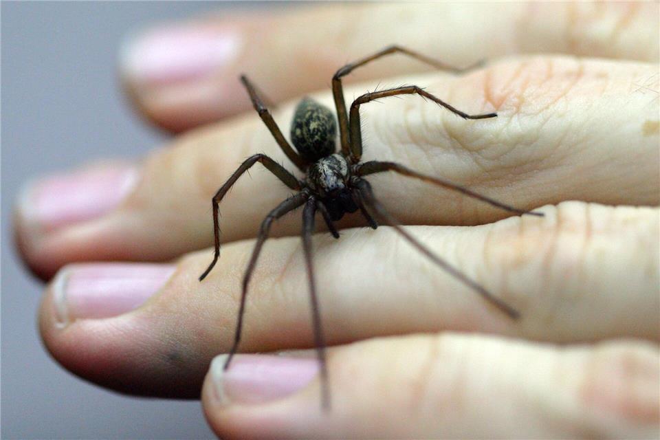 Eine Spinne hat vermutlich die Alarmanlage einer Firma in Bissendorf ausgelöst - die Polizei rückt an. (Symboild)Uwe Anspach/dpa