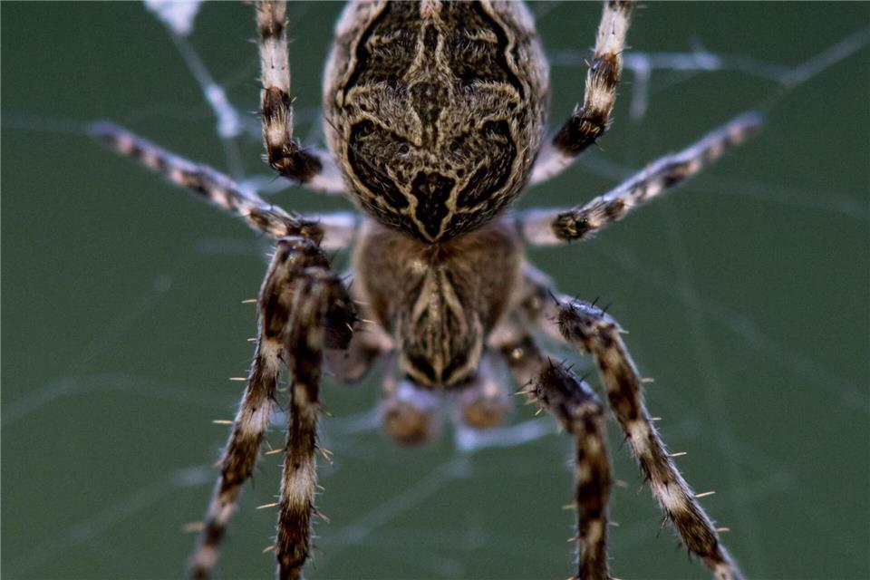 Eine Spinne hockt in ihrem Netz im Leipziger Auwald. Hendrik Schmidt/dpa-Zentralbild/ZB