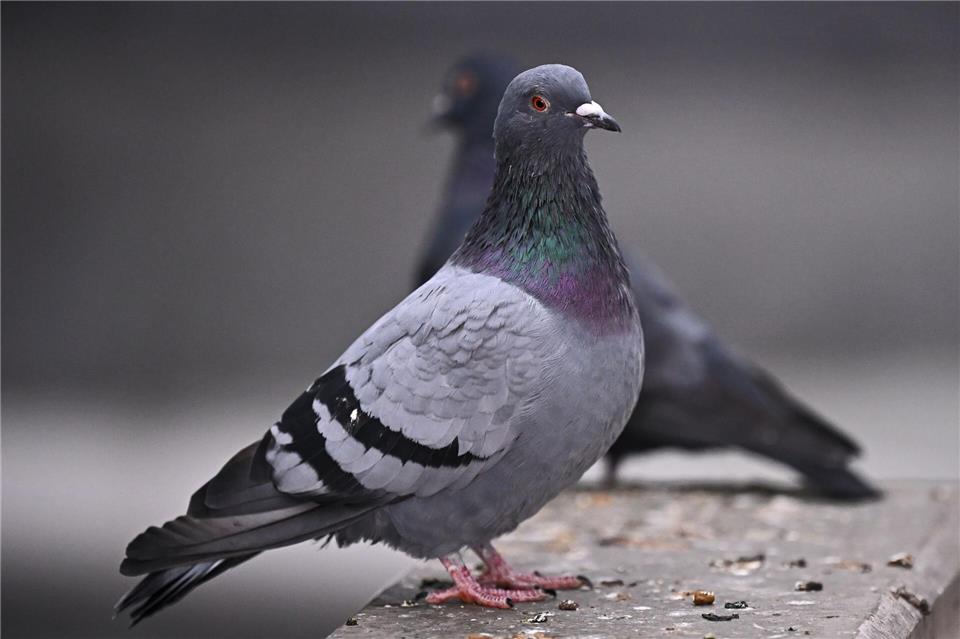 Eine Stadttaube legt im Jahr zwischen sechs und acht Eier. Jennifer Brückner/dpa