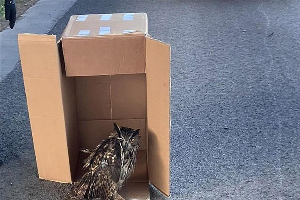 Eine Streife der Autobahnpolizei Darmstadt rettete den verletzten Vogel. (Foto Handout)---/Polizeipräsidium Südhessen/dpa