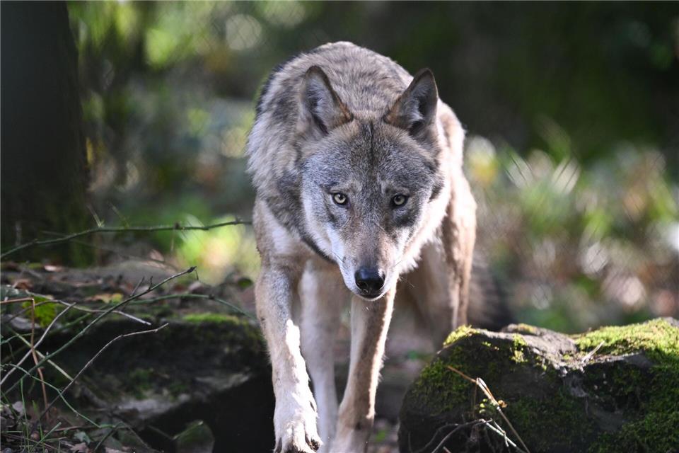 Eine Untersuchung soll zeigen, ob Wölfe für die Risse verantwortlich sind. (Archivbild)Arne Dedert/dpa