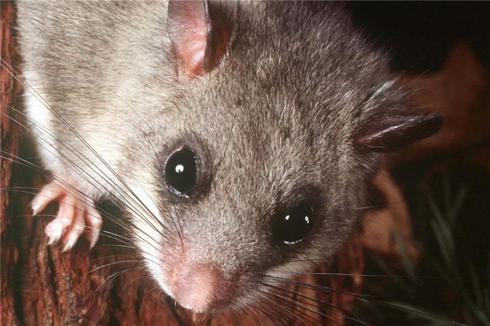 Eine Webcam des Nabu überträgt das Leben von neugeborenen Siebenschläfer-Babys. (Archivfoto)picture alliance / dpa