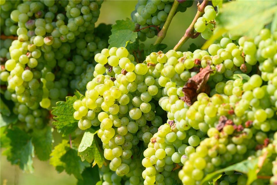 Eine Weinerntemaschine überschlug sich  in den Weinbergen bei Guldental mehrfach. (Symbolbild)Robert Michael/dpa-Zentralbild/dpa