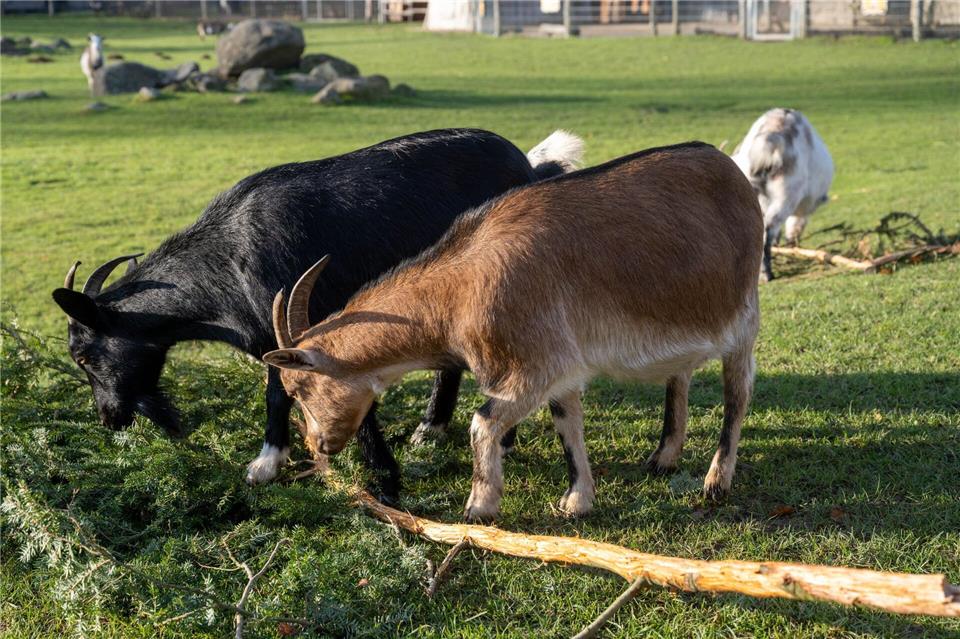 Eine Ziege brachte im Sommer 2023 im Vogelpark Marlow eine Urlauberin aus Sachsen-Anhalt zu Fall. Um Folgekosten etwa für die Behandlung der Frau wurde vor Gericht gestritten. (Archivbild)Stefan Sauer/dpa