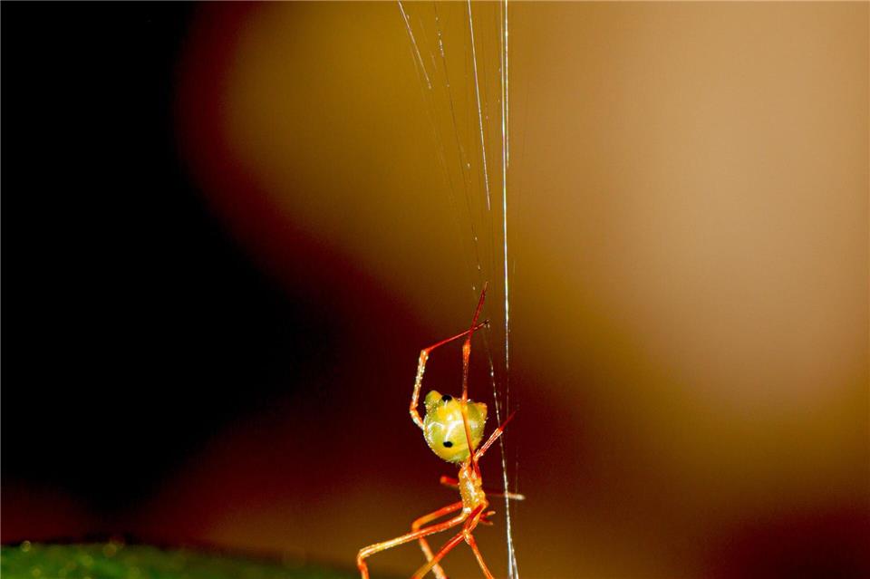 Eine australische Ballista-Spinne beim Bau einer Falle für Ameisen.Pranav Joshi/Ajay Narendra/dpa