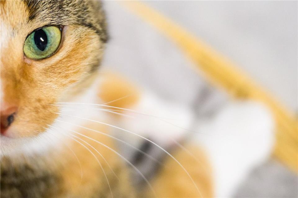Eine der Katzen starb in der Brandwohnung. (Symbolbild)Julian Stratenschulte/dpa