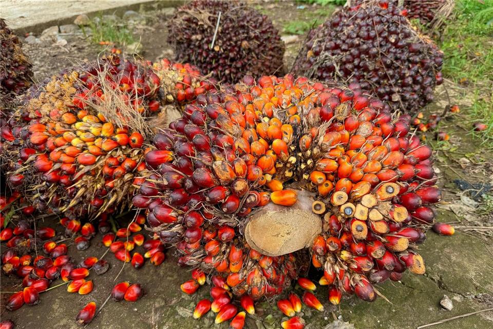Eine der größten Bedrohungen für Orang-Utans sind Palmöl-Plantagen, die ihnen den Lebensraum nehmen. (Archivbild)Carola Frentzen/dpa