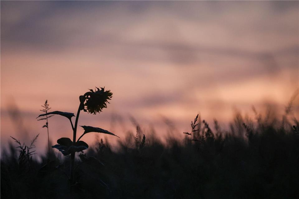 Bilder des Tages Eine einzelne Sonnenblume ragt bei Sonnenaufgang aus einem Feld.Thomas Warnack/dpa