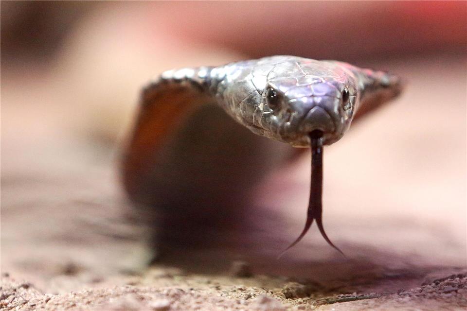 Eine giftige arabische Kobra kriecht durch ihr Terrarium im Terrazoo Rheinberg (Symbolfoto)Roland Weihrauch/dpa