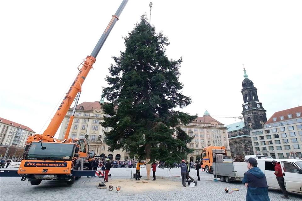 Veitchs Tanne ziert Dresdner Striezelmarkt Eine gut 20 Meter hohe Veitchs Tanne ziert den diesjährigen Dresdner Striezelmarkt.Sebastian Willnow/dpa