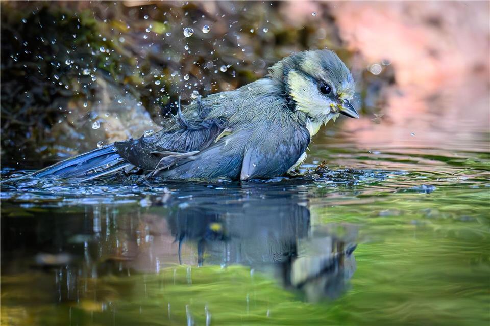 Eine junge Blaumeise badet in einer Wasserstelle im Wald in Sieversdorf. Patrick Pleul/dpa