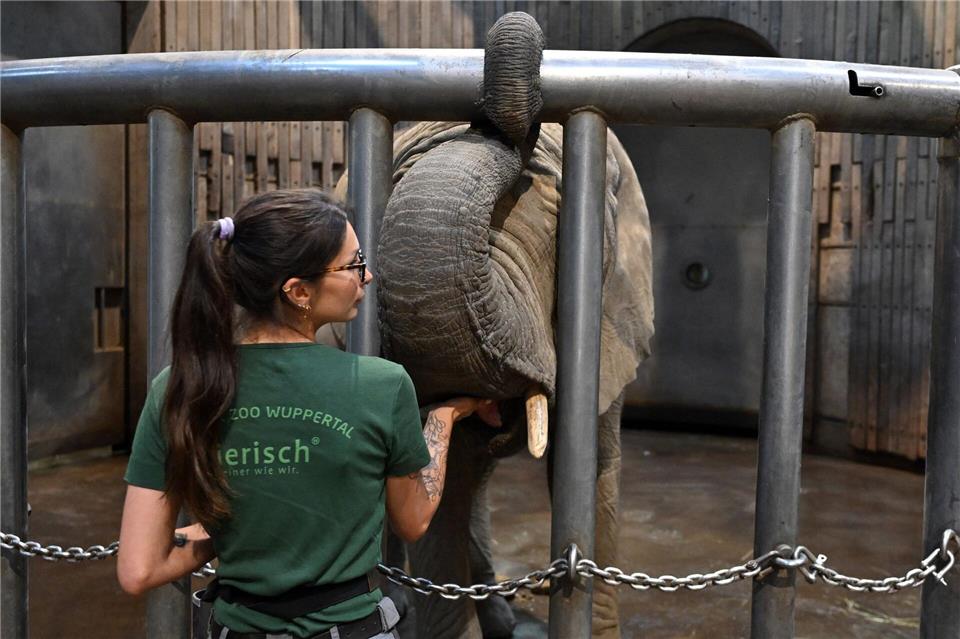 Tuffi-Bilder im Museum - Foto vom Elefantensturz gab es nie Eine junge Elefantin im Teenager-Alter im Wuppertaler Zoo trägt den Namen Tuffi.Federico Gambarini/dpa