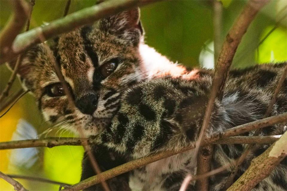 Eine kleine, gefleckte Wildkatze, die als neue Art namens Leopardus tilcayo identifiziert wurde, ruht sich im Naturschutzgebiet Senda Verde in der bolivianischen Region Yungas in der Nähe von Coroico aus.Juan Karita/AP/dpa