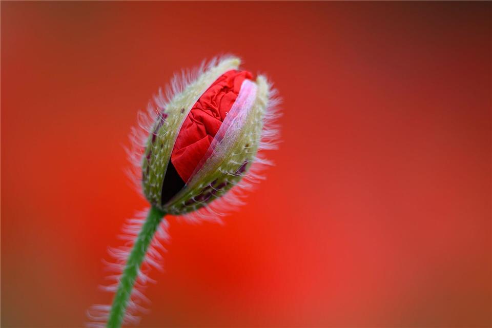 Eine leicht geöffnete Klatschmohn-Blüte ist vor dem leuchtenden Rot blühender Pflanzen zu sehen.Patrick Pleul/dpa